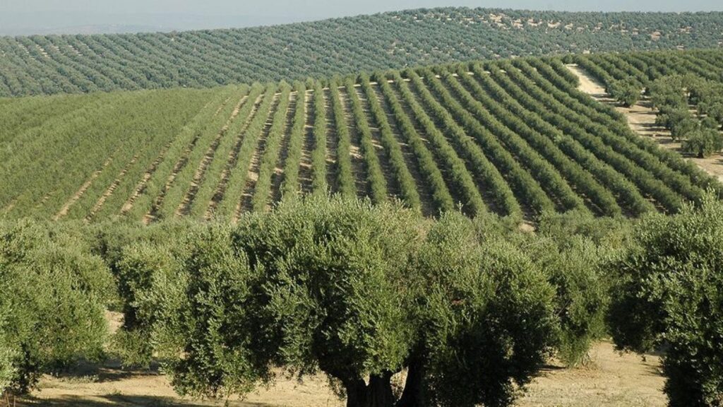 Olivodling i Spanien