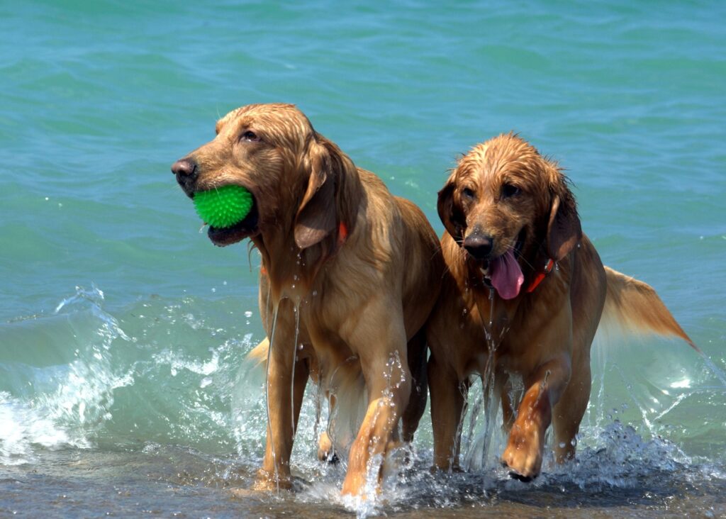 Hundar med boll