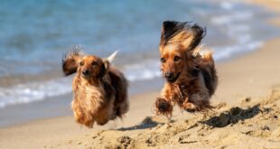 Hundar på stranden