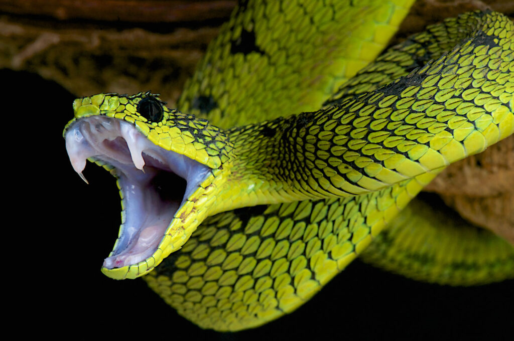 Förbjuden orm som husdjur