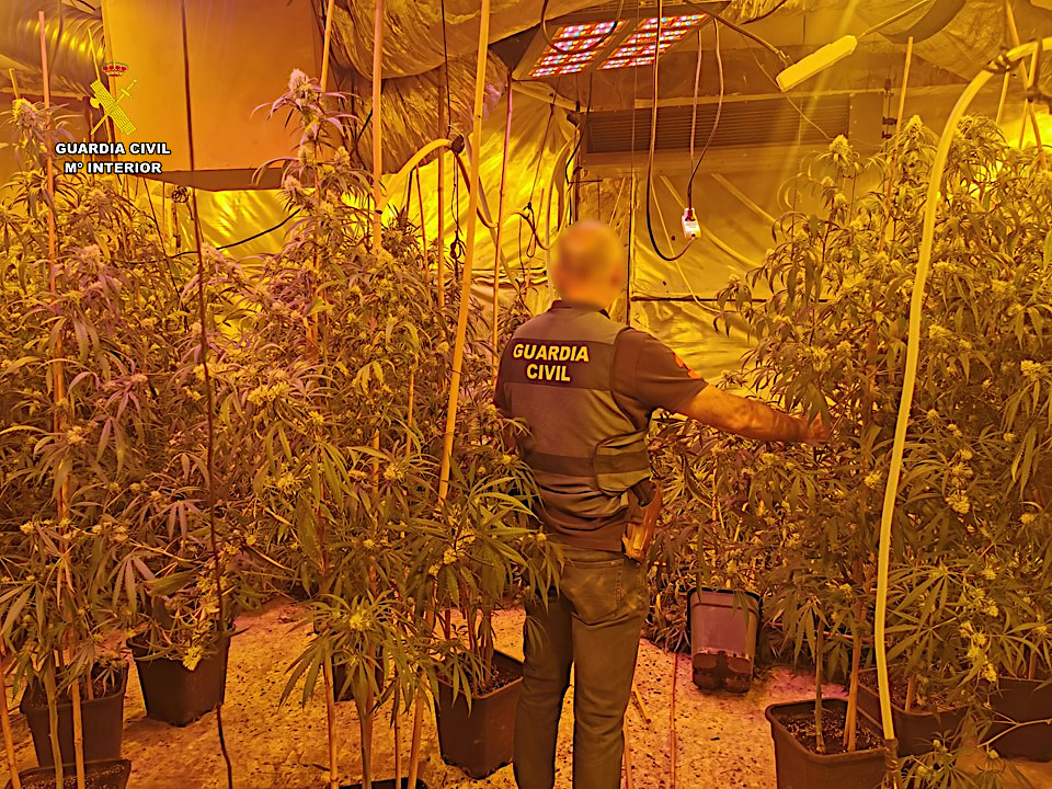 Marijuanaplantage  i Calpe