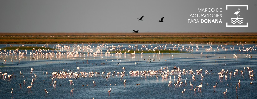 Fåglar i Doñana.