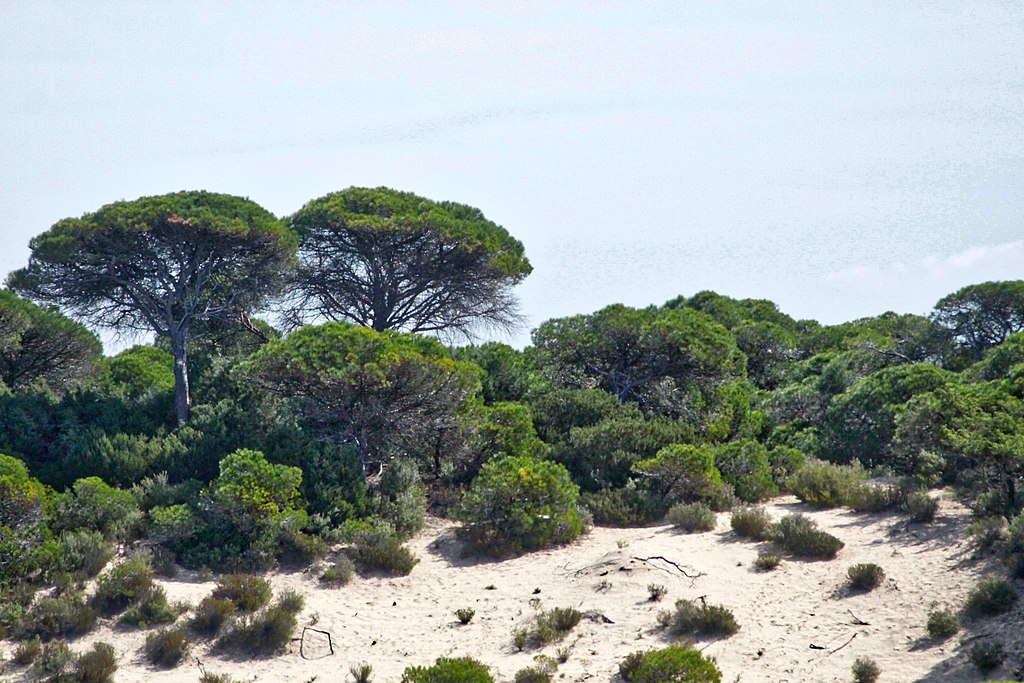 Doñana sanddyner