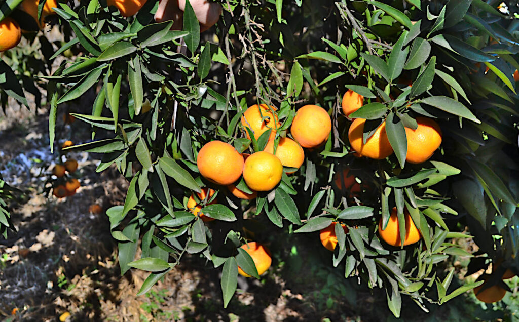 Mogna mandariner