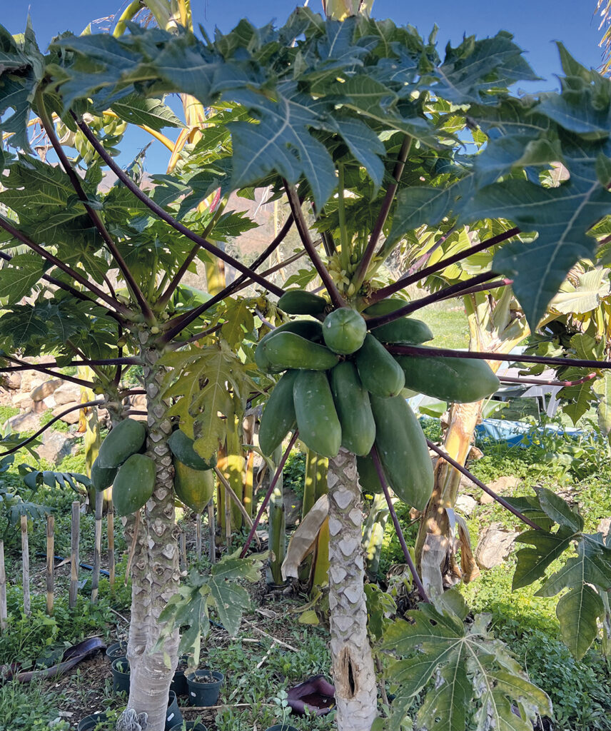 Papaya i trädgården