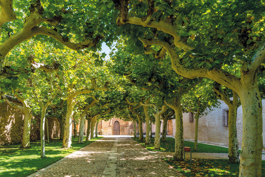Platanträd utanför klostret Veruela.