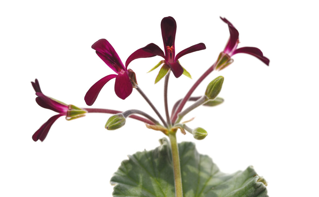 Pelargonium sidoides.