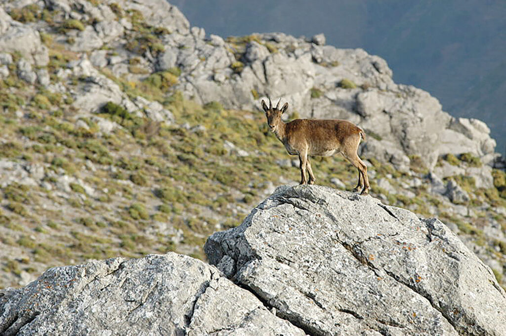 Iberisk stenbock, cabra montés, íbice ibérico.