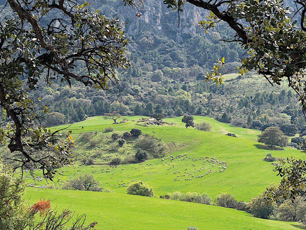 Fårhjord i Sierra de las Nieves.