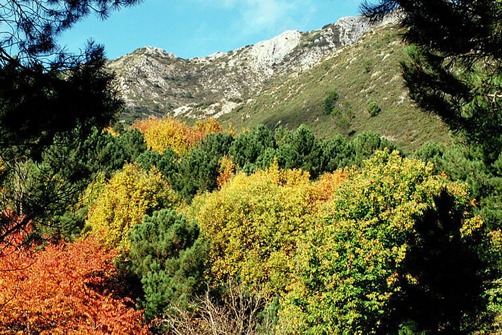 Vackra höstfärger i Sierra de las Nieves.