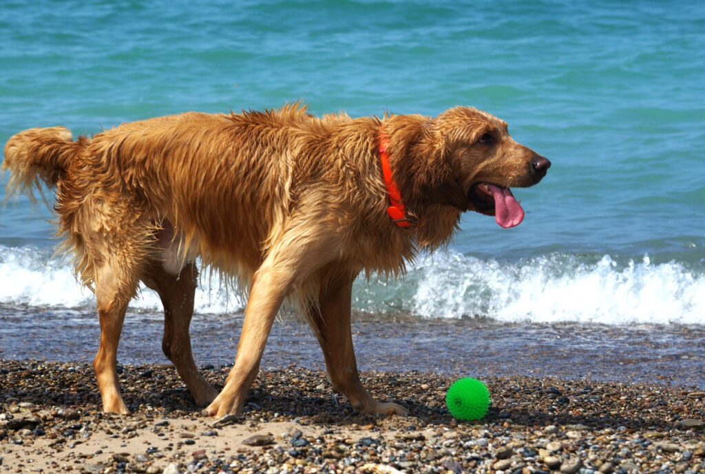 Hund på stranden.