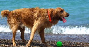 Hund på en djurvänlig strand.