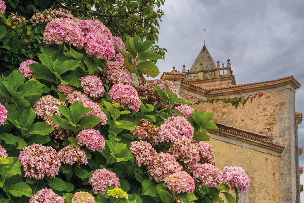 Blommor (Hortensia).