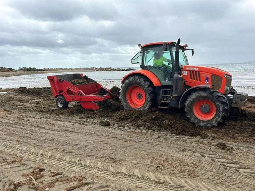 Brunalger tas bort från strand.