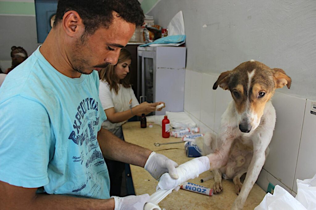 Veterinär behandlar en skadad tass på hund.