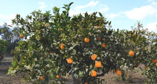 Apelsinblommor och apelsiner.