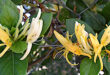Blommande Kaprifol.