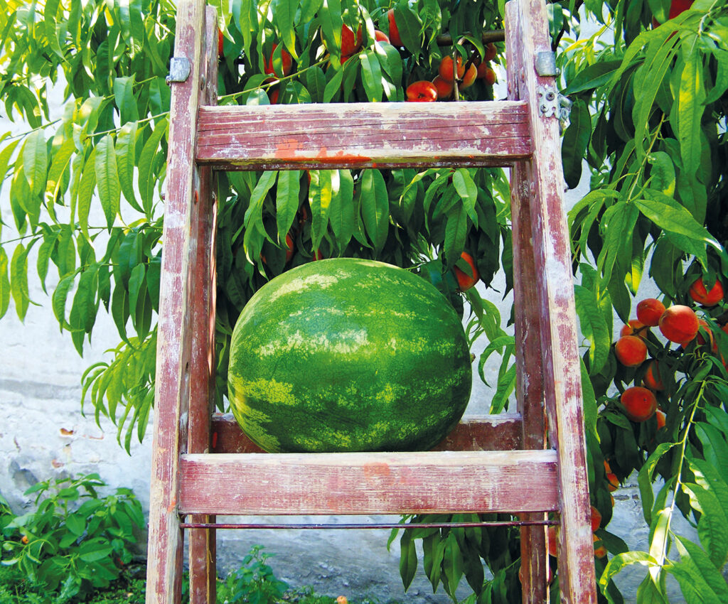 Vattenmelon på stege.