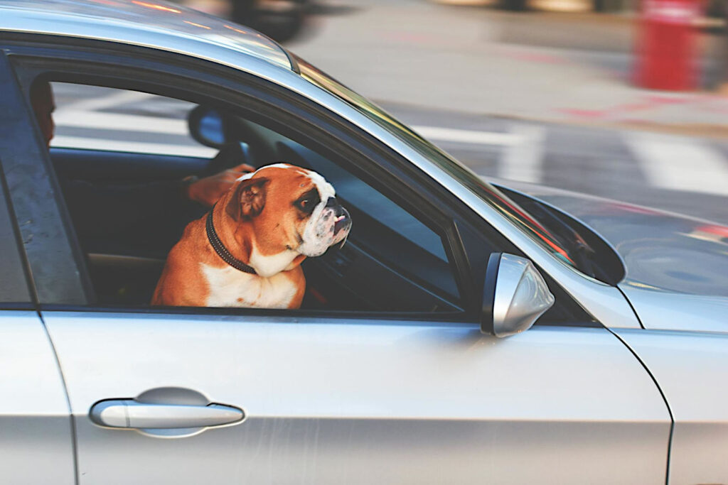 Felaktig transport av husdjur, i detta fallet en hund.