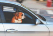 Felaktig transport av husdjur, i detta fallet en hund.