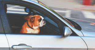 Felaktig transport av husdjur, i detta fallet en hund.