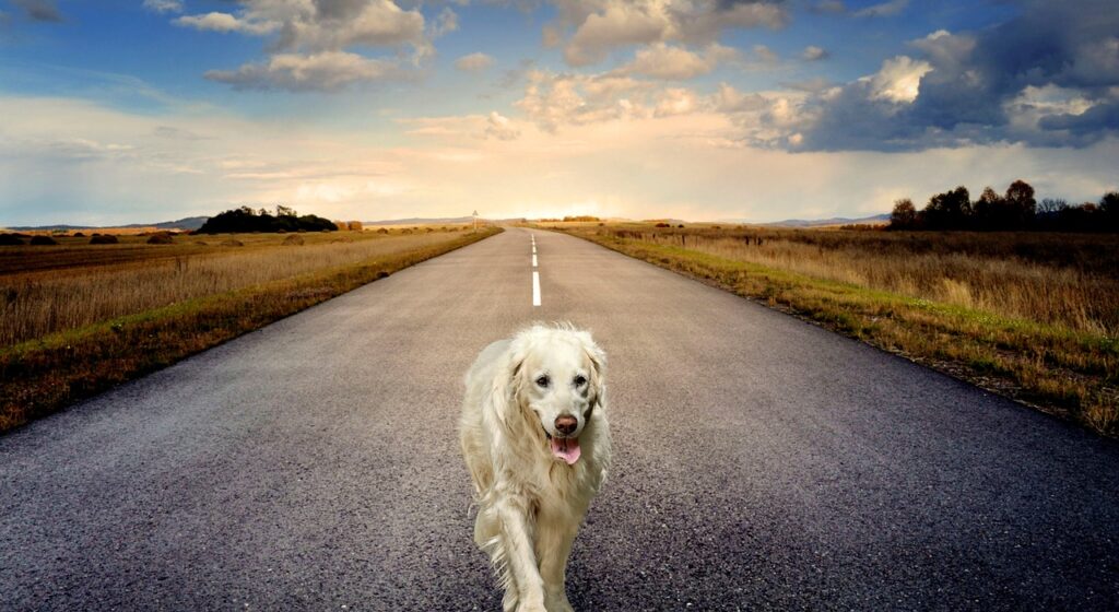 Hund på vägen.