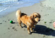Hund på stranden i sommarvärmen.