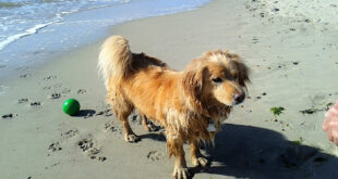 Hund på stranden i sommarvärmen.