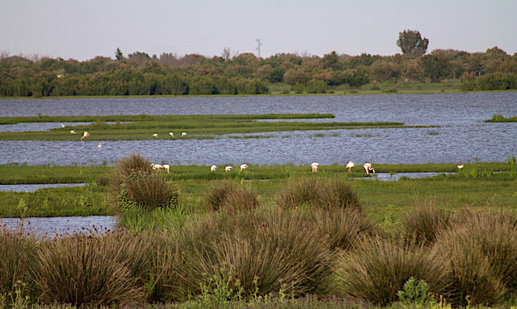 Fåglar i Doñana nationalpark, Spanien.