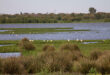 Doñana nationalpark, Spanien.