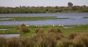 Doñana nationalpark, Spanien.