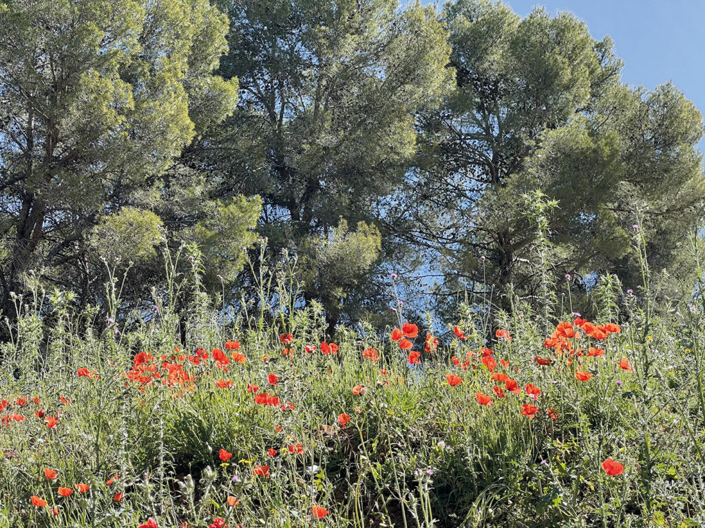 Blommor