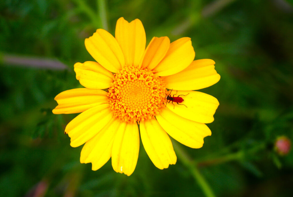 Åkerringblomma.