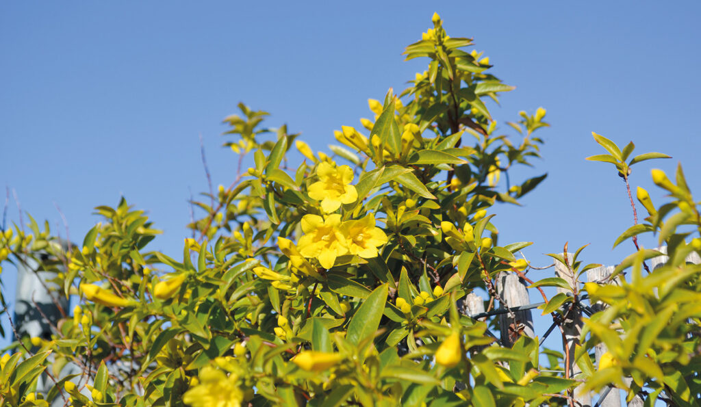 Gul Jasmin.