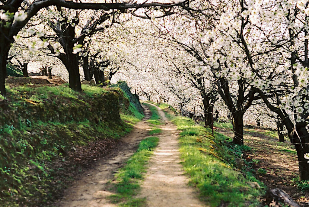 Blommande körsbärsträd i Valle del Jerte, Extremadura, Spanien.