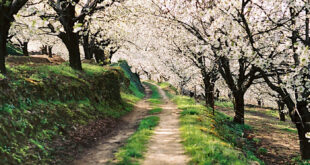 Blommande körsbärsträd i Valle del Jerte, Extremadura, Spanien.