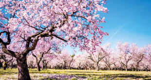 Blommande mandelträd i Madrid, Spanien.