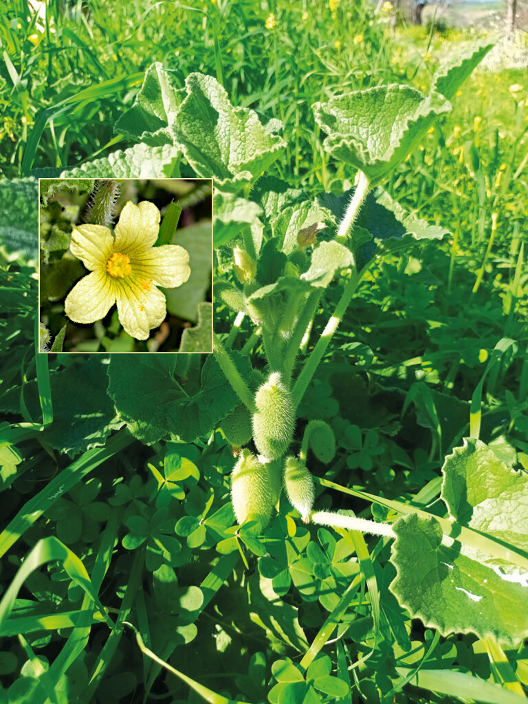 Sprutgurka med blomma.