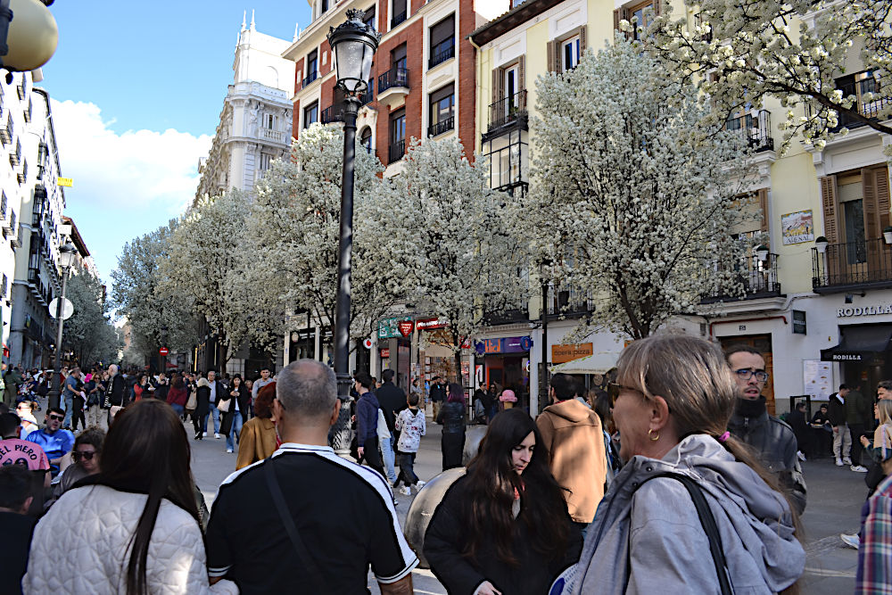 En gata i Madrid med blommande träd.