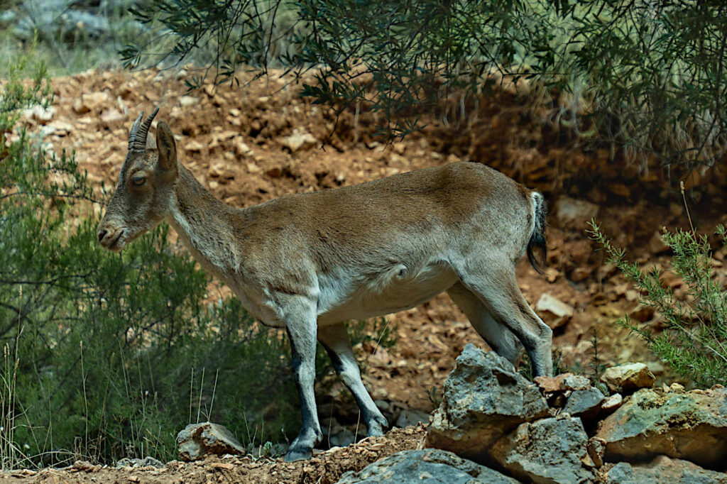 Iberisk Stenbock, Spanien.