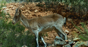 Iberisk Stenbock, Spanien.